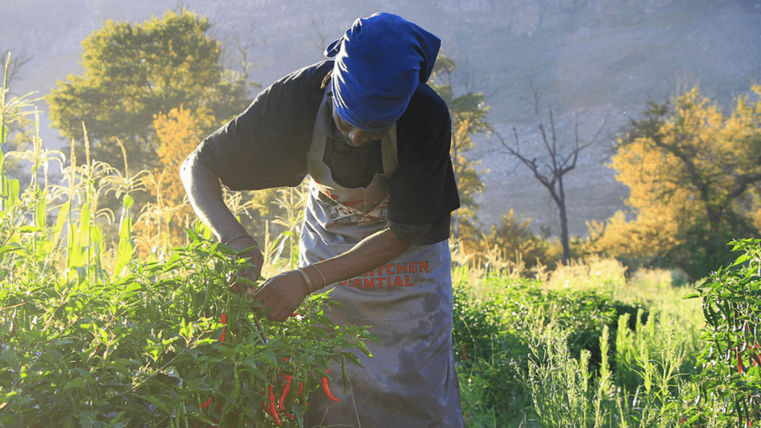 HOW FYNBOS INFUSES BANHOEK CHILLI OIL WITH SOUTH AFRICAN HERITAGE