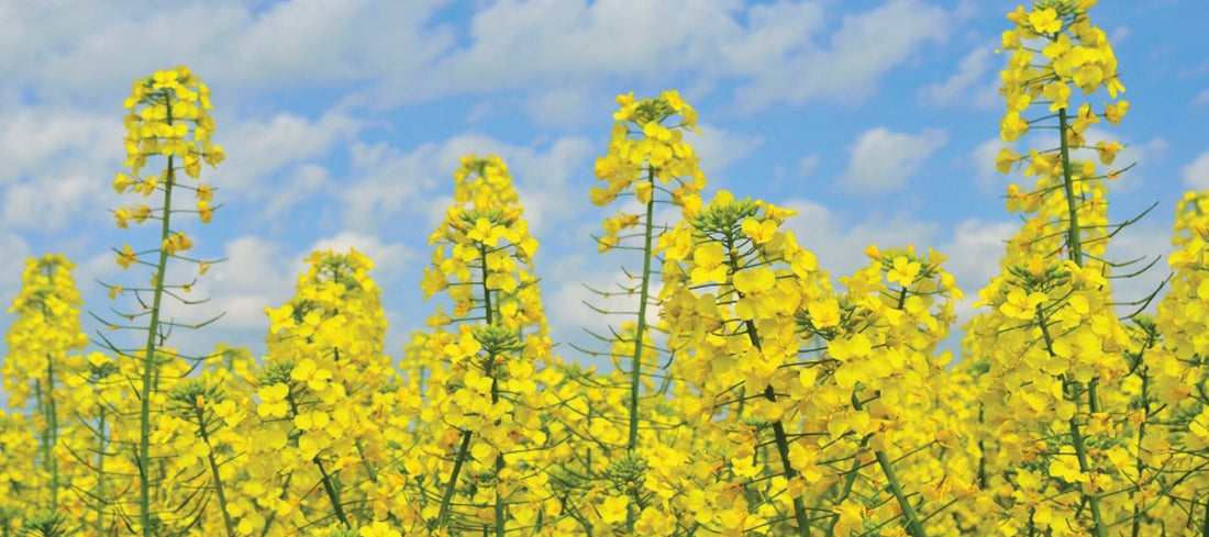 THE TRUTH ABOUT CANOLA OIL: COMMON MYTHS